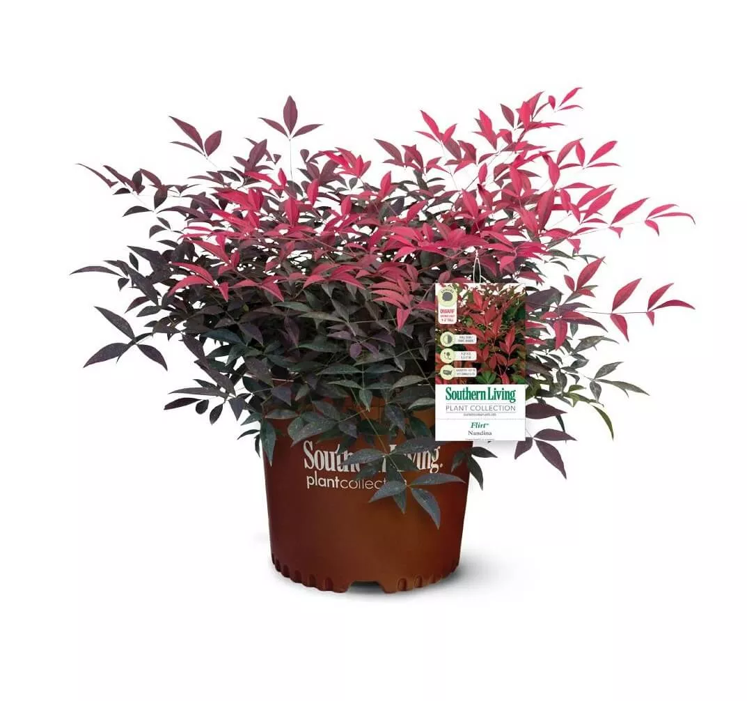 Flirt™ Nandina