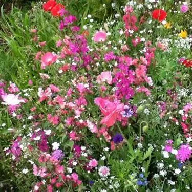Flower Seed Mix - Cut Flower