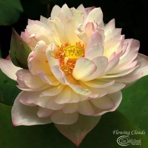 Flowing Cloud Lotus- Stunning, Subtle Beauty