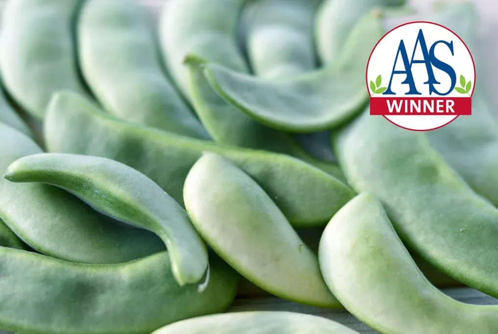 Fordhook Lima (Butter) Bean