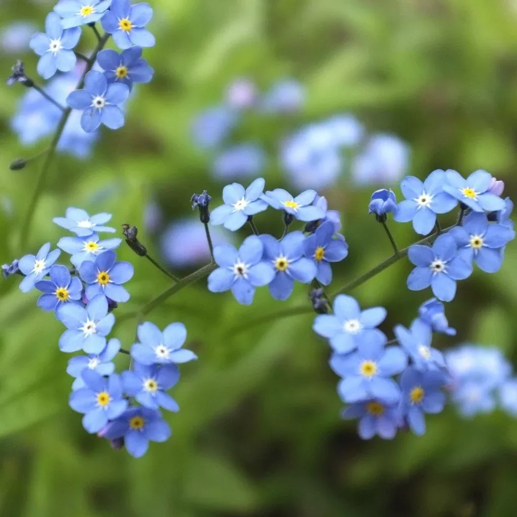 Forget-me-not Seeds