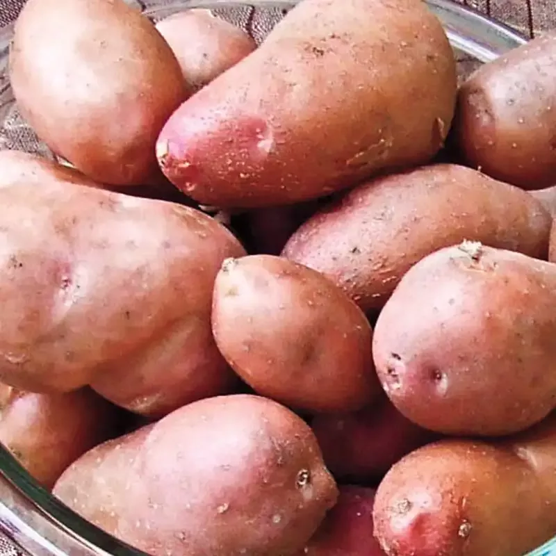 French Fingerling Potato