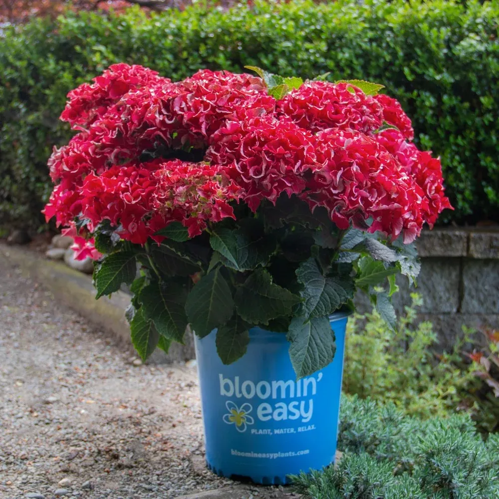 Frill Ride™ Bigleaf Hydrangea
