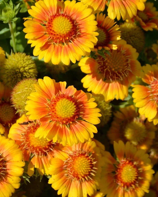 Gaillardia 'Arizona Apricot'