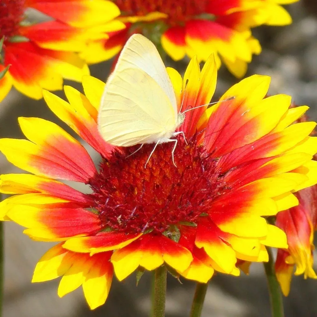 Gaillardia Seeds - Perennial