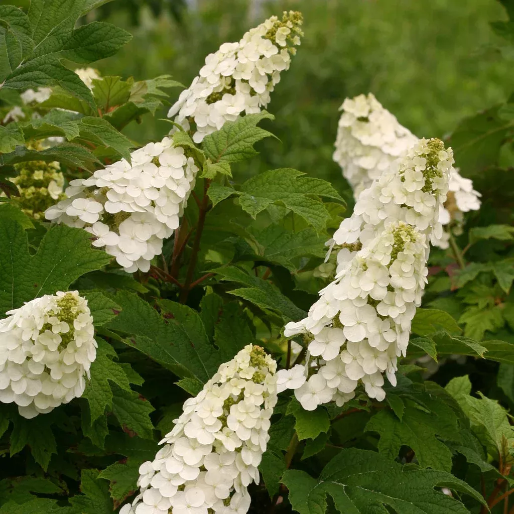 Gatsby Gal Oakleaf Hydrangea