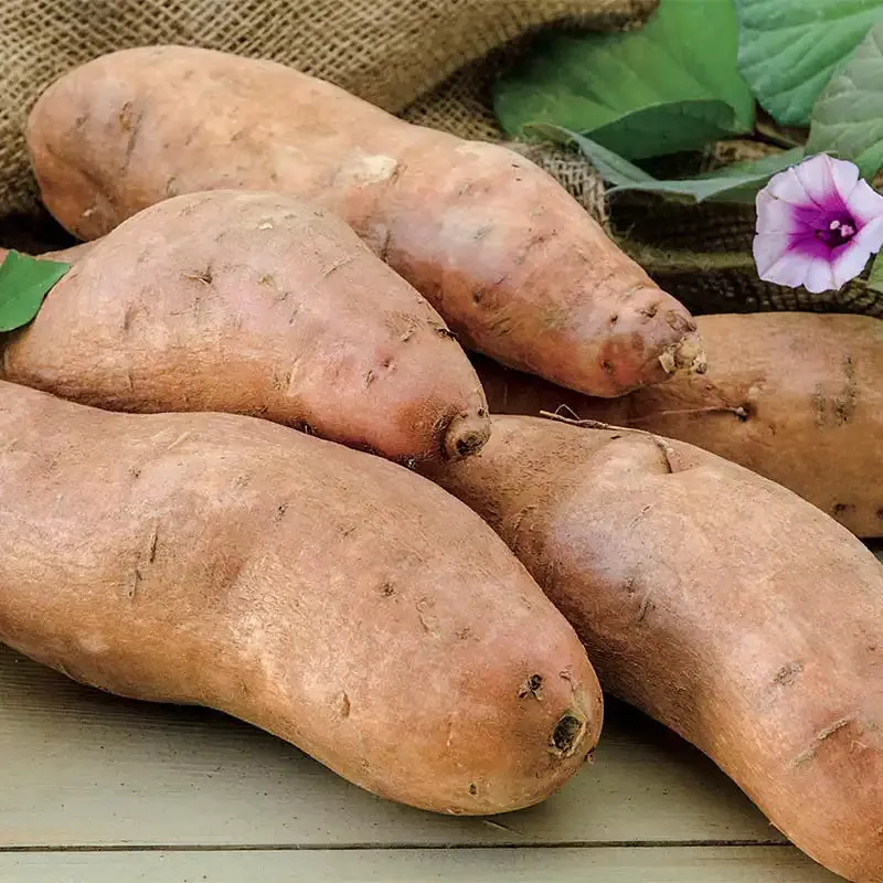 Georgia Jet Sweet Potato