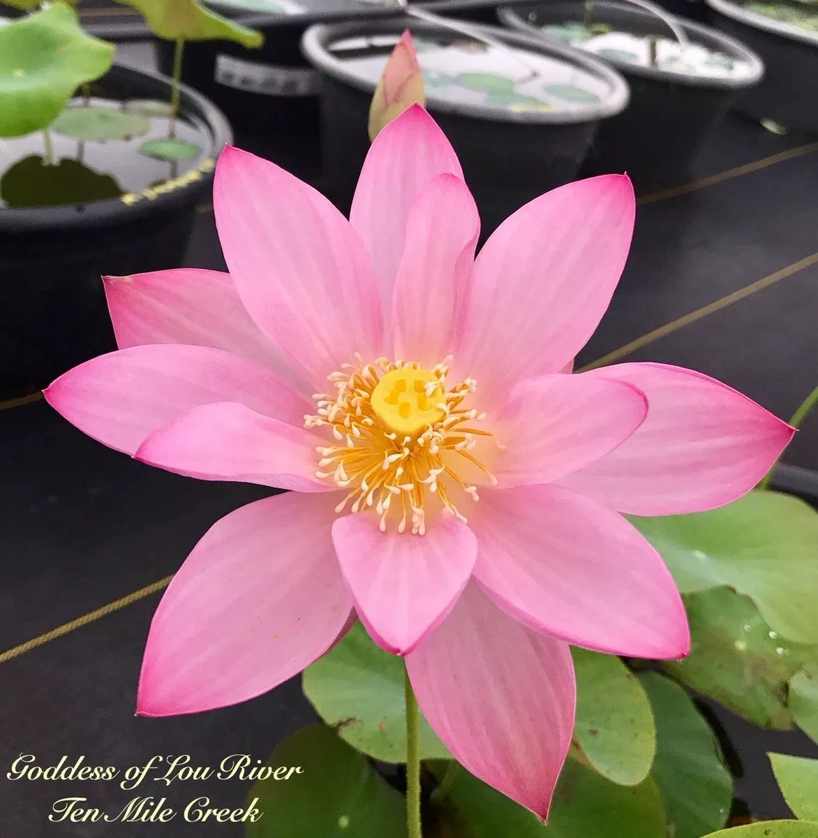 Goddess of Luo River - Pink Perfection!
