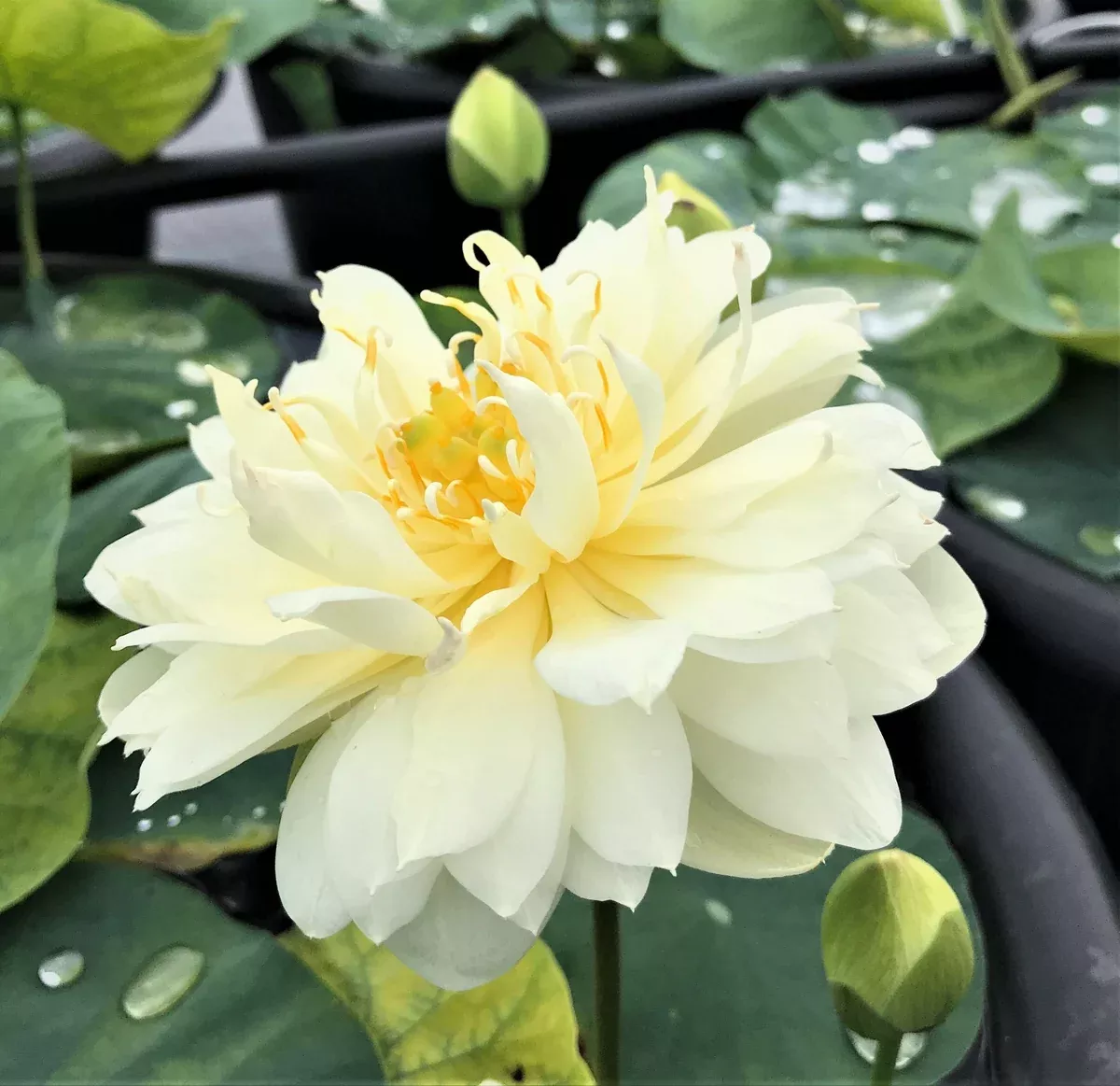 Gold & Resplendence Lotus - A little drop of sunshine!