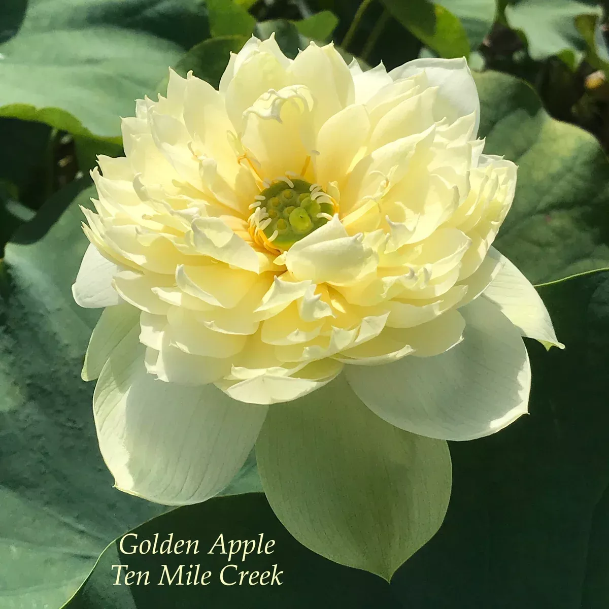 Golden Apple Lotus - Worldwide Favorite!