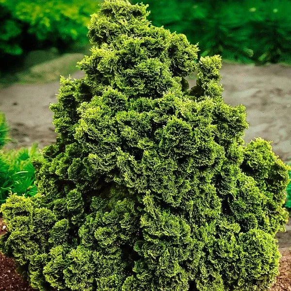 Golden Dwarf Hinoki Cypress