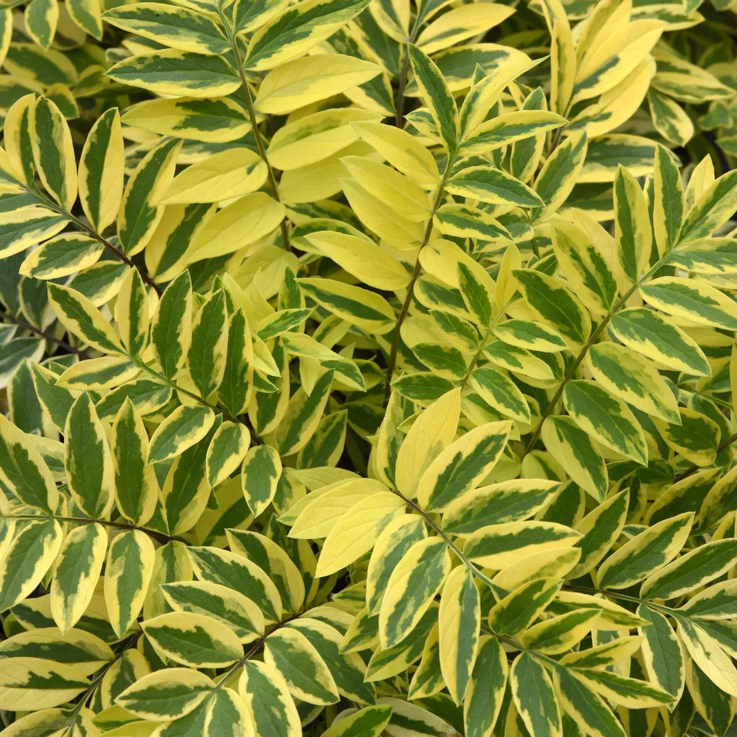 'Golden Feathers' Jacob's Ladder (Polemonium)
