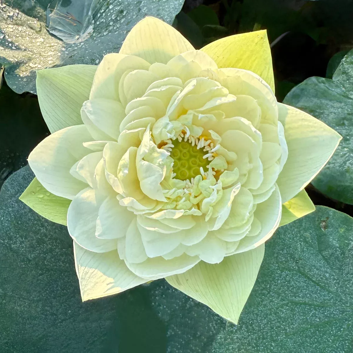 Golden Horse in Jade Palace - Flowering Perfection!