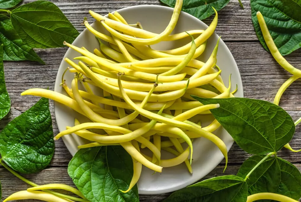 Golden Wax Bean