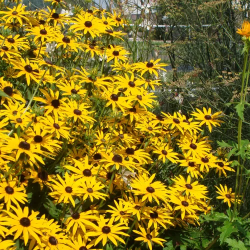 Goldsturm Black Eyed Susan