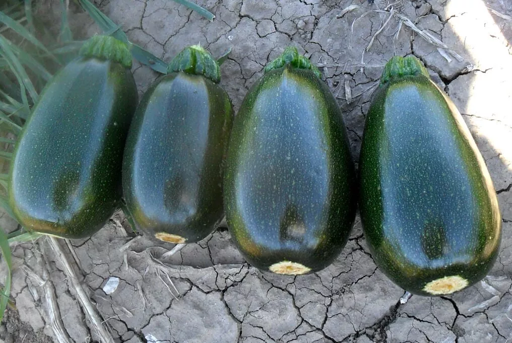 Green Griller Hybrid Squash F1