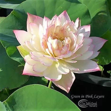 Green in Pink Layers - Very Small