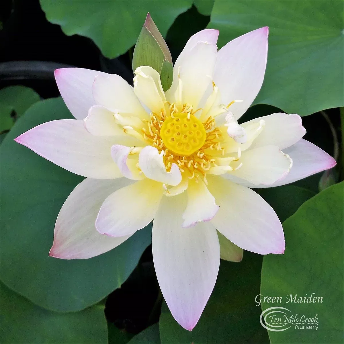 Green Maiden Lotus- Perfect for Beginners!