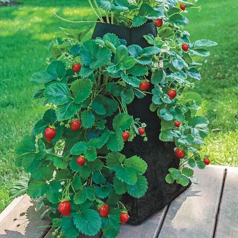 Grow Tub Strawberry Tower™ - Garden Container