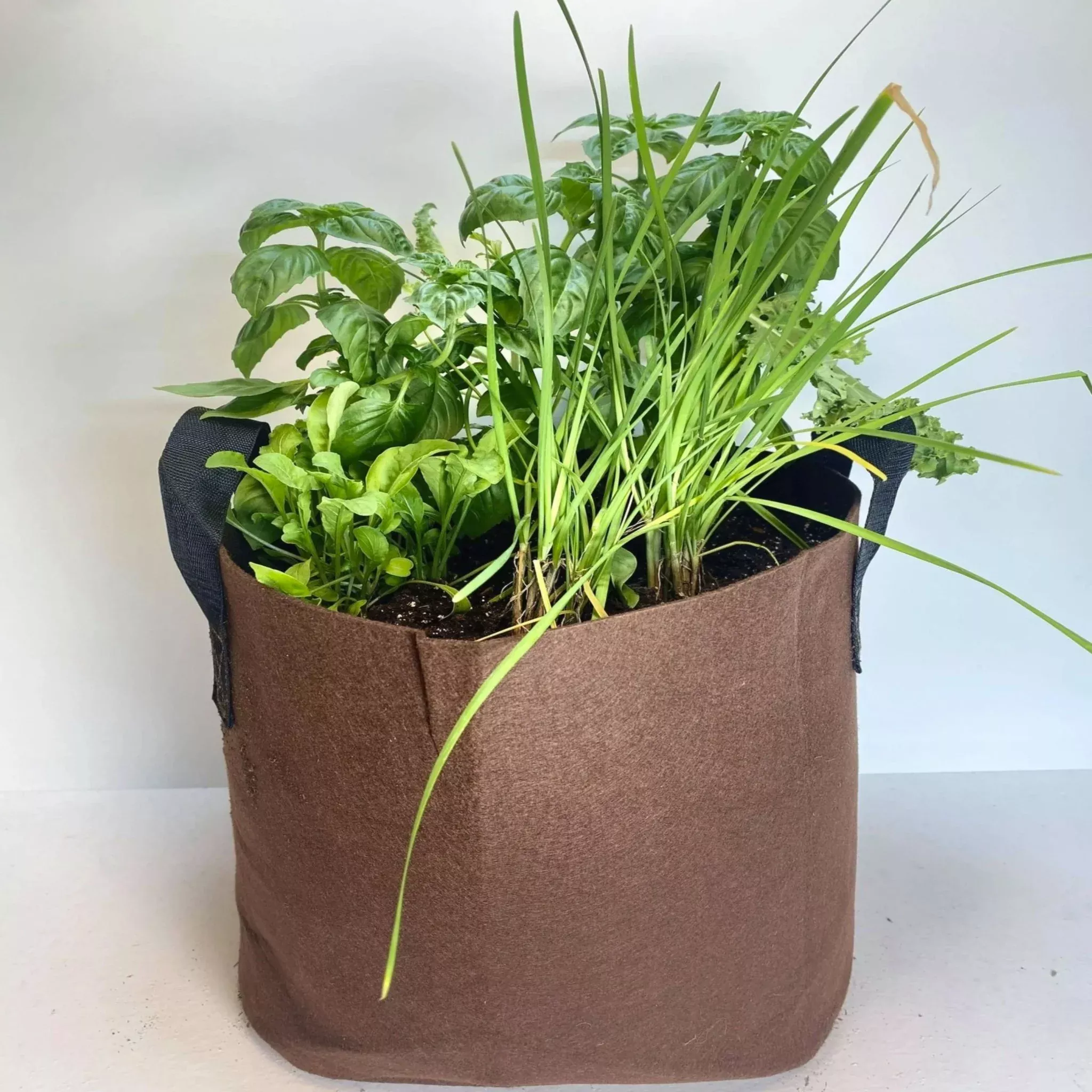 GrowBag Garden Lab - Pesto