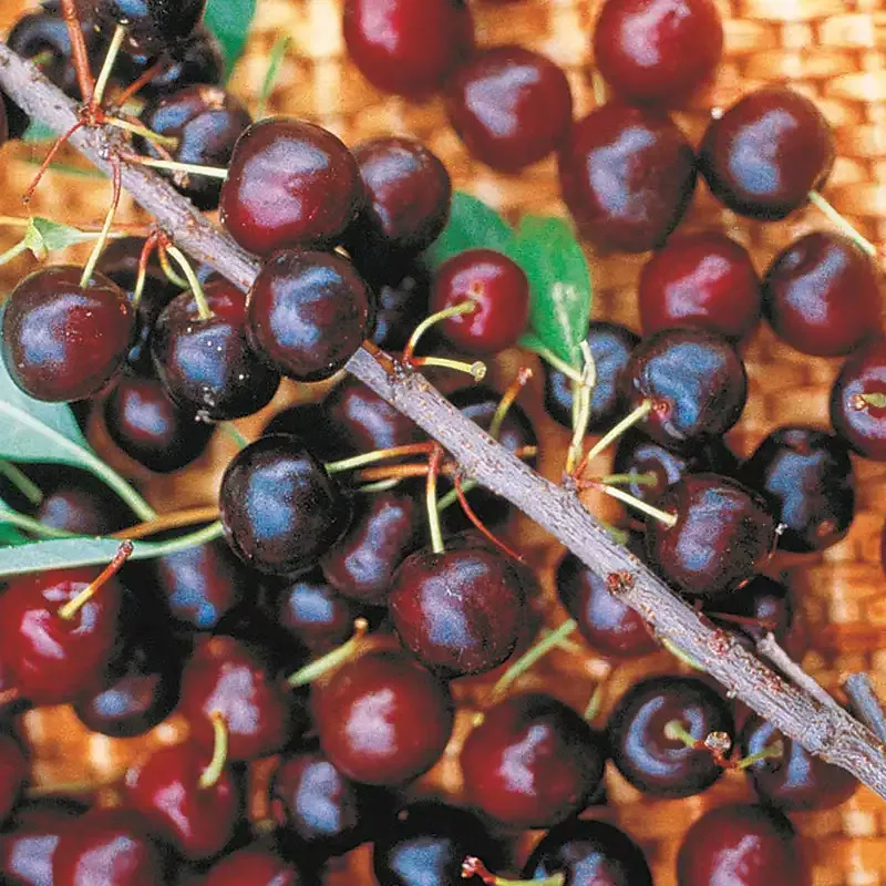 Hansen's Cherry Bush