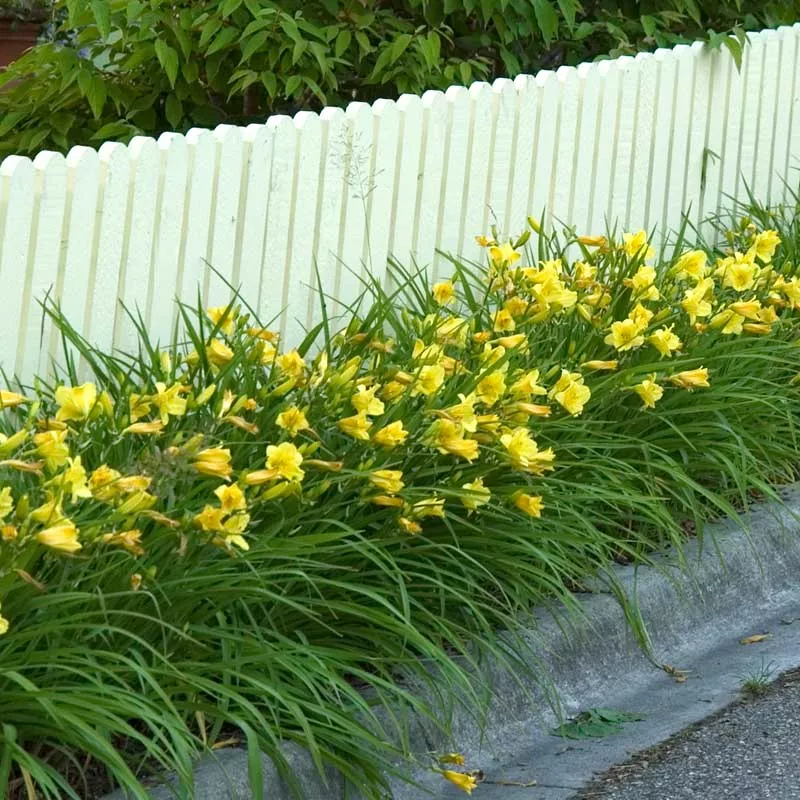 Happy Returns Daylily