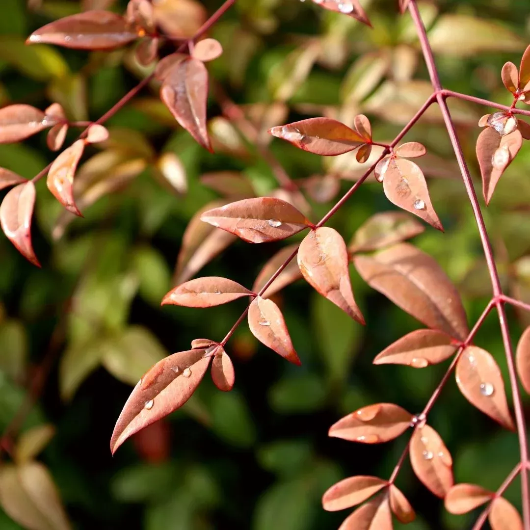 Heavenly Bamboo
