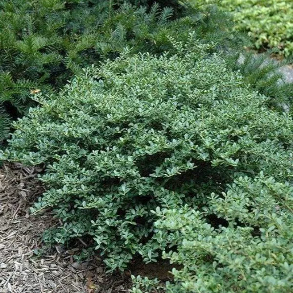 Helleri Holly