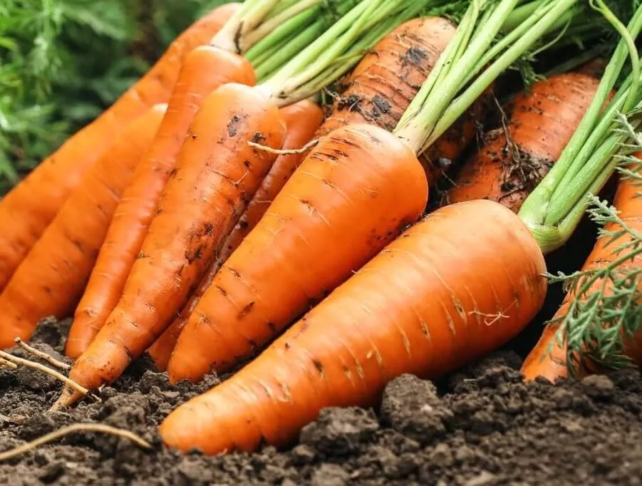 Hercules Hybrid Carrot F1