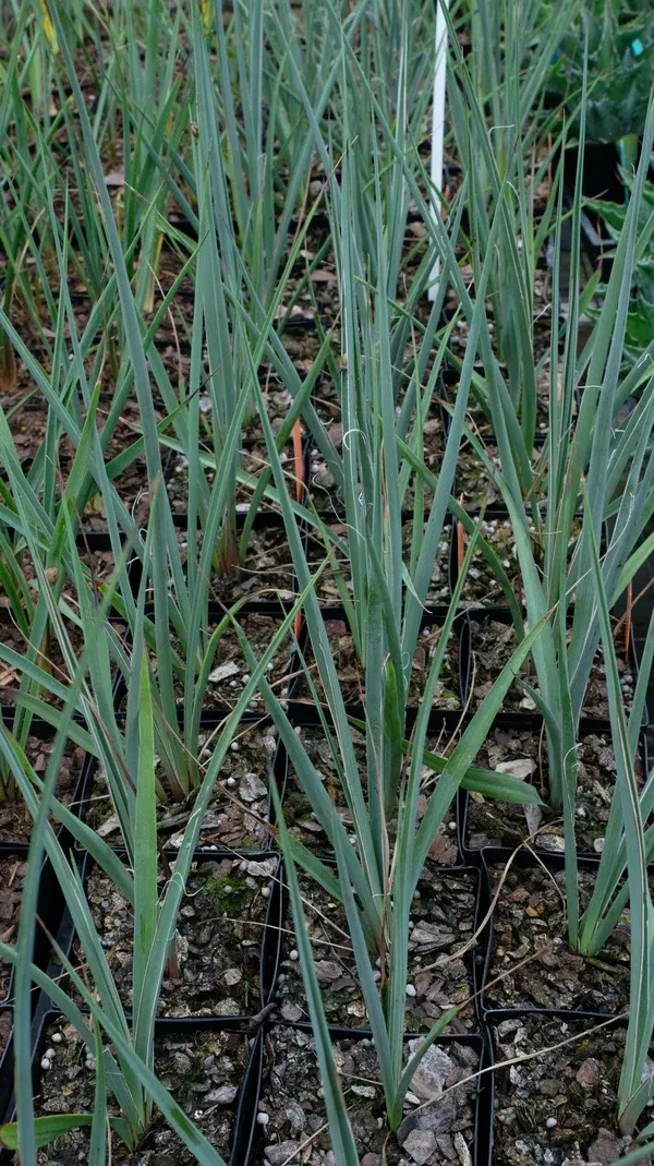 Hesperaloe chiangii Lowe form