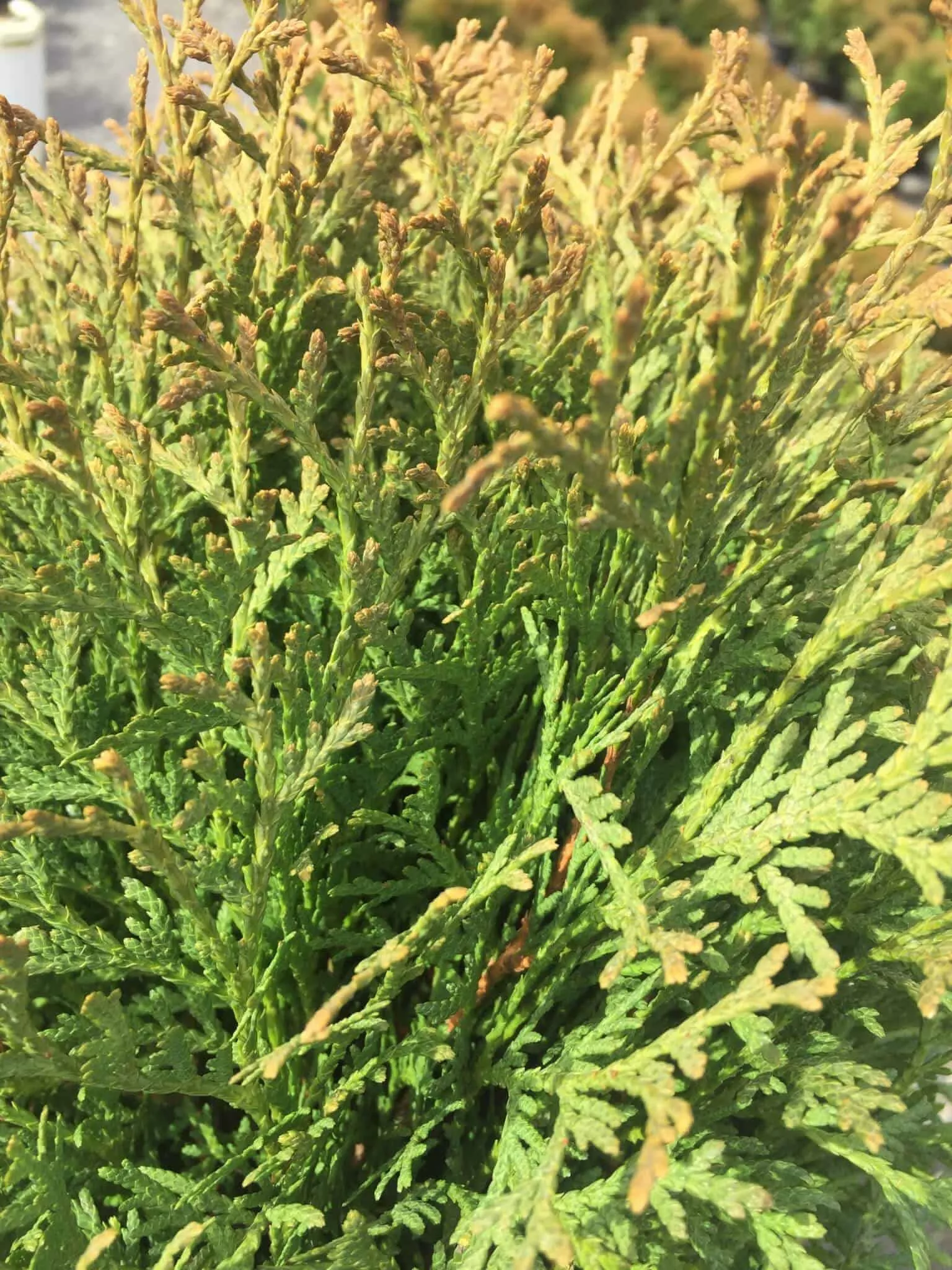 Hetz Midget Arborvitae