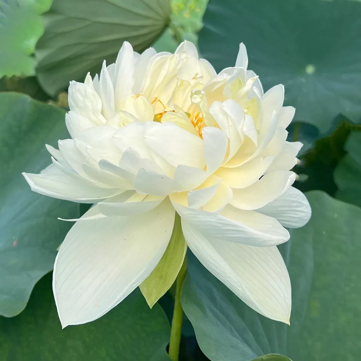 High Cotton Lotus - Life is Good!