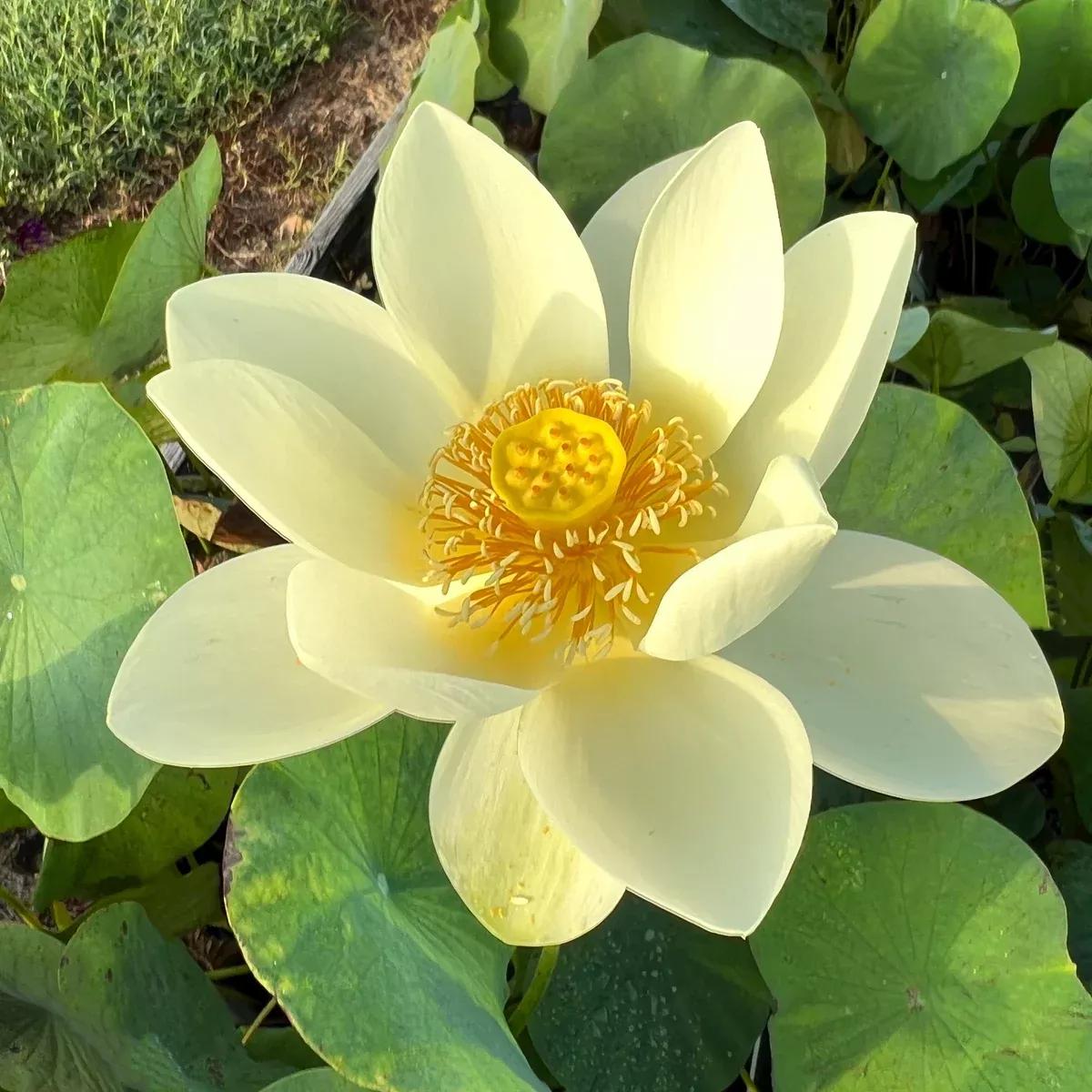 High Noon Bowl Lotus - Fast Flowers!