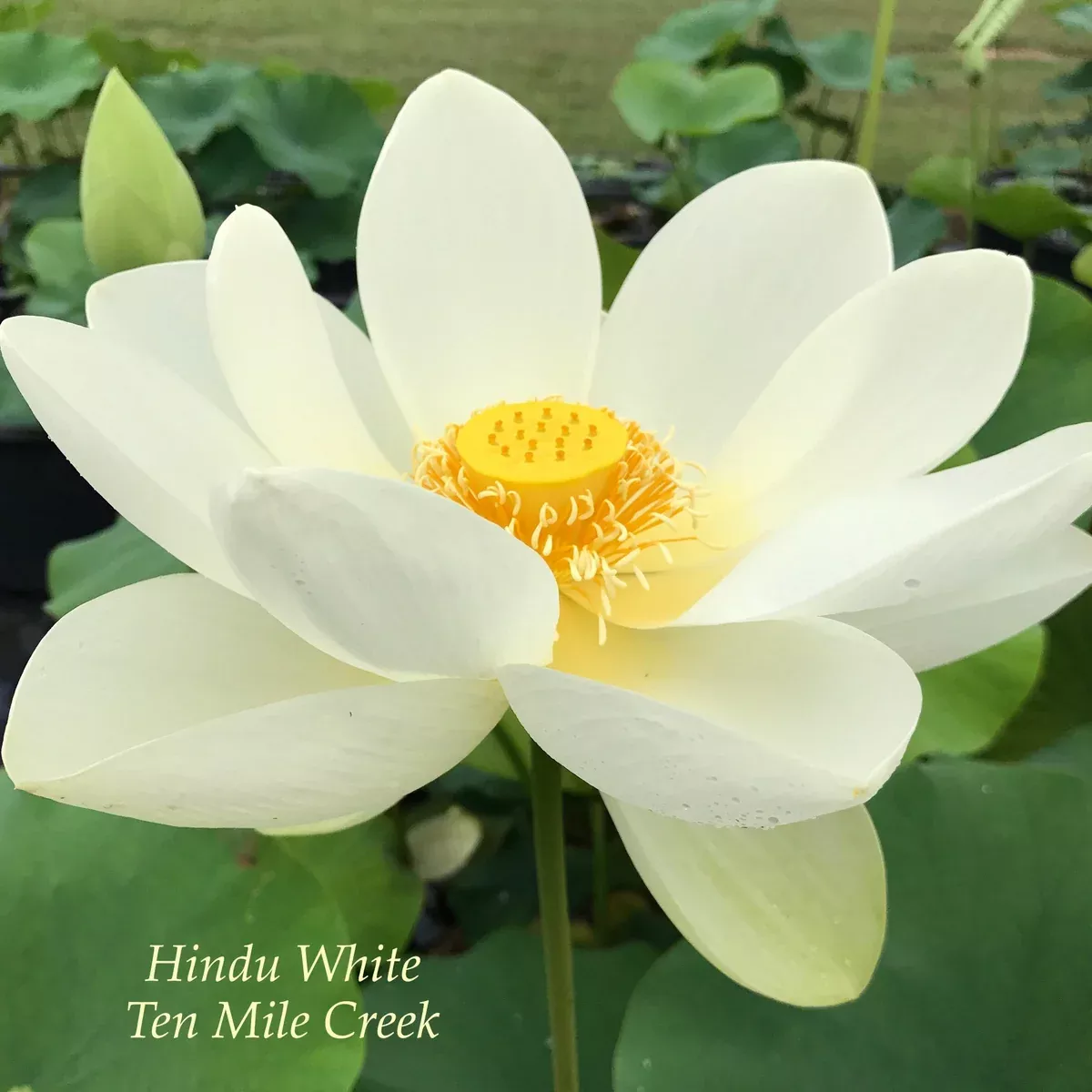 Hindu White Lotus - Dazzling Flowers High Above the Leaves!