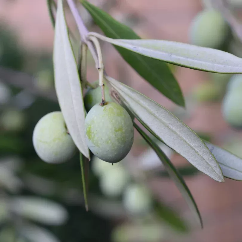 Hojiblanca Olive Tree