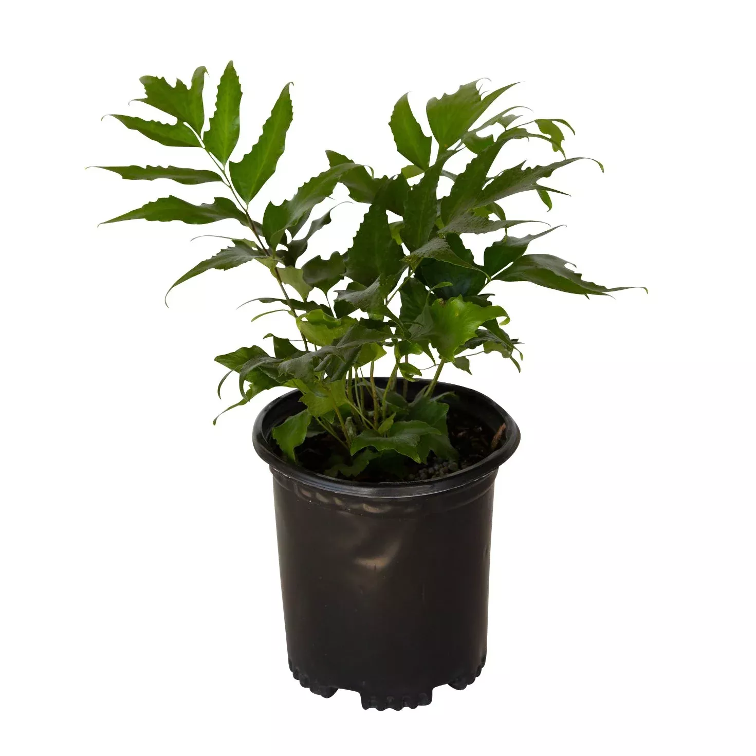 Holly Fern