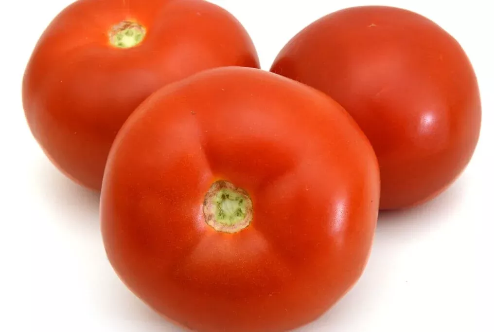 Homestead Tomato