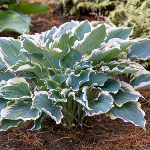 Hope Springs Eternal Hosta