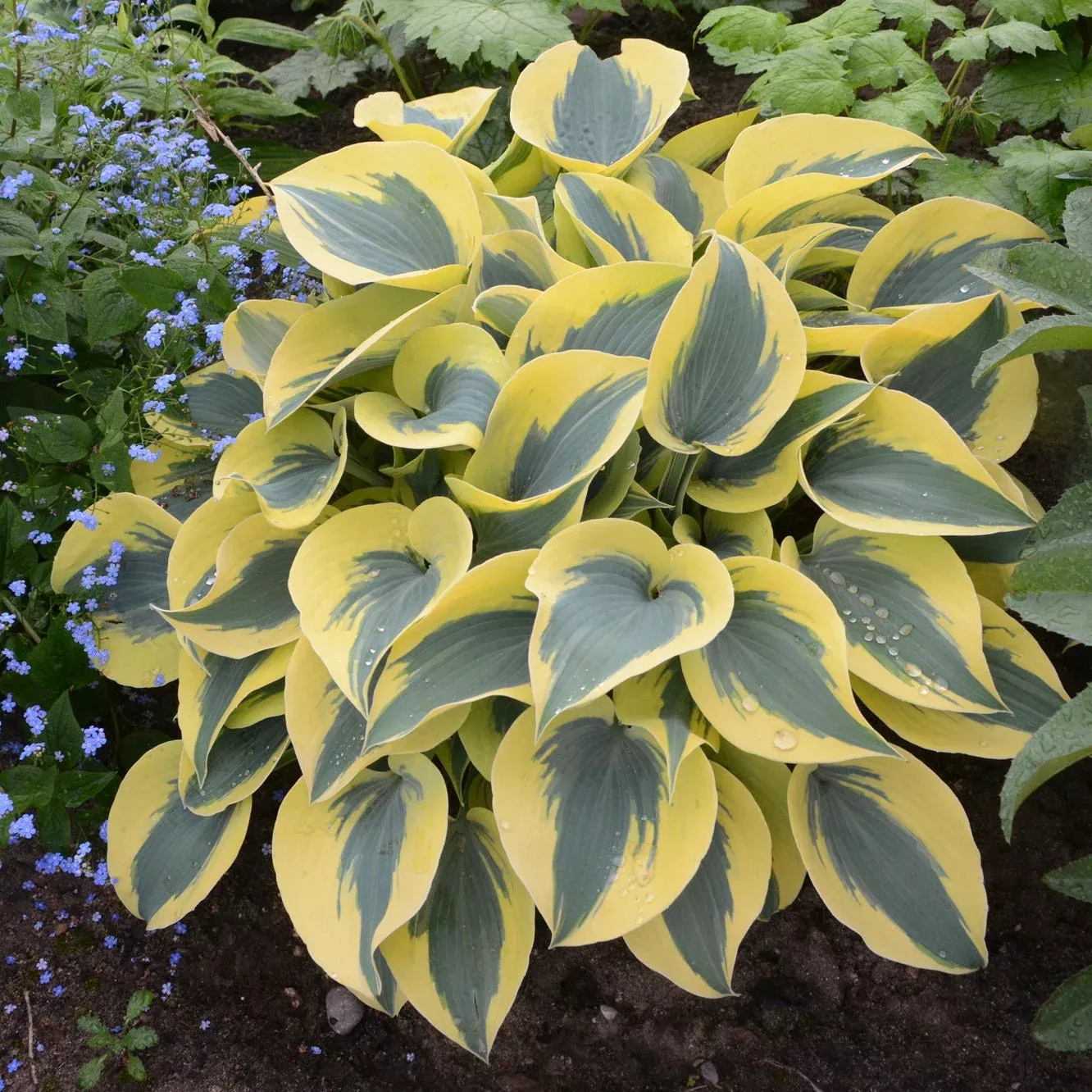 Hosta 'Autumn Frost' Live Starter Perennials. Frosty Blue Leaves. Bright Yellow Margins. Loves Shade. Super Easy to Grow.