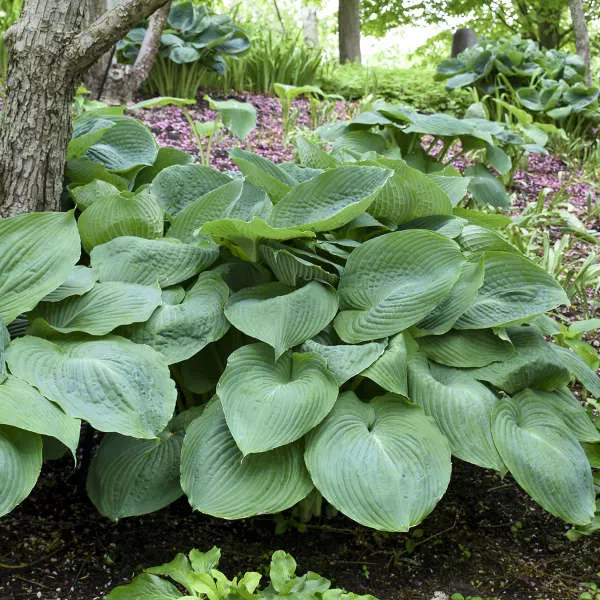 Hosta 'Big Daddy' Starter Perennial Bare Roots & Plugs. Stunning Large, Blue Hosta. Super Easy to Grow. Loves Shade.