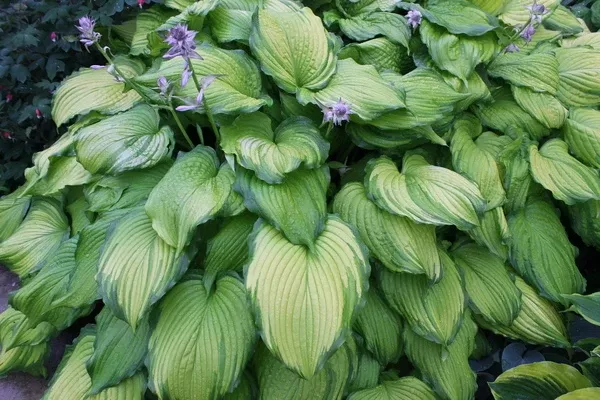 Hosta 'First Dance' PPAF