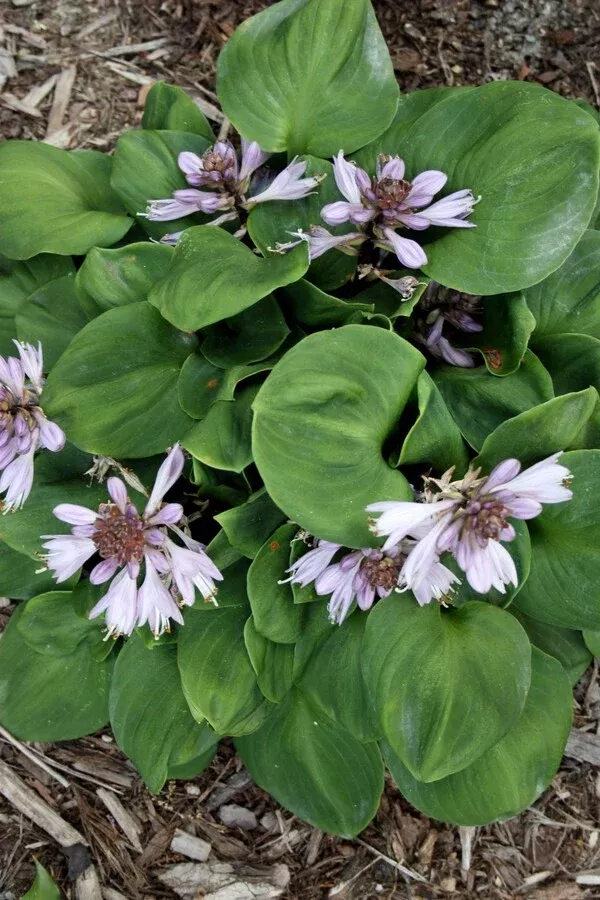 Hosta 'Little Redneck'