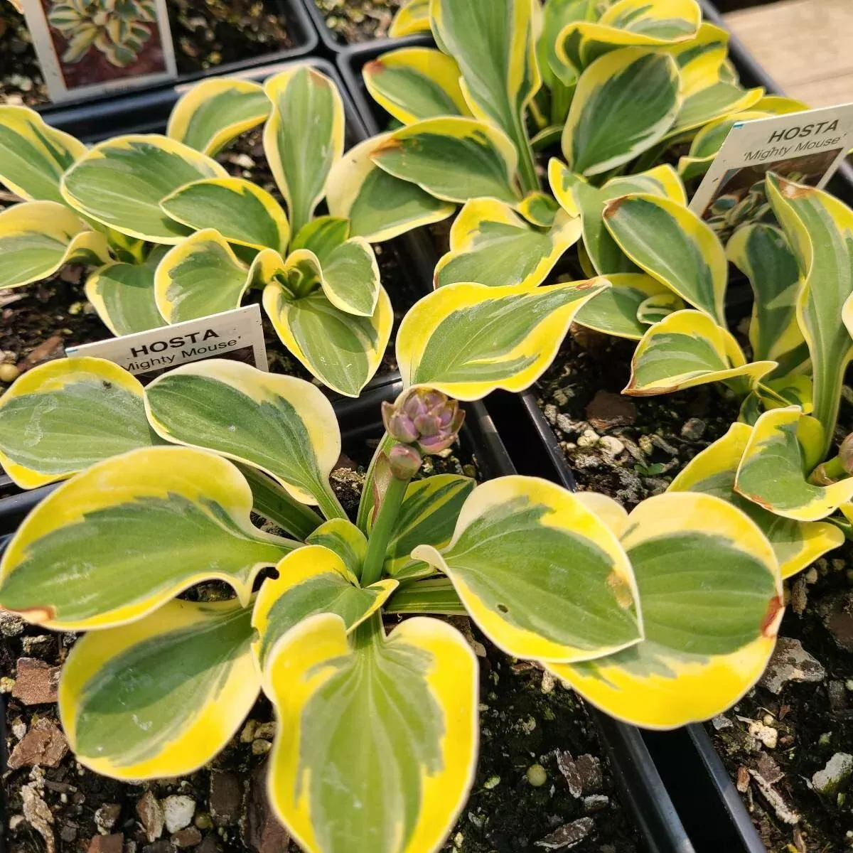 Hosta 'Mighty Mouse' Bareroot Perennial Starter. Super Cute. Starter Perennial Loves Shade. Perfect for a fairy garden