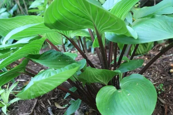 Hosta 'Purple Heart' PP 22,725