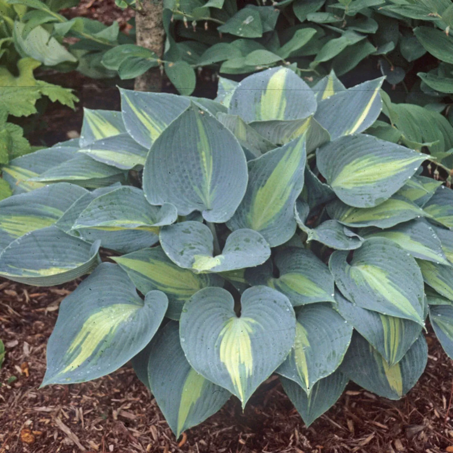 Hosta 'Touch of Class' Starter Perennial. Large Root Ball. Grows Intense Blue Leaves. Loves Shade.
