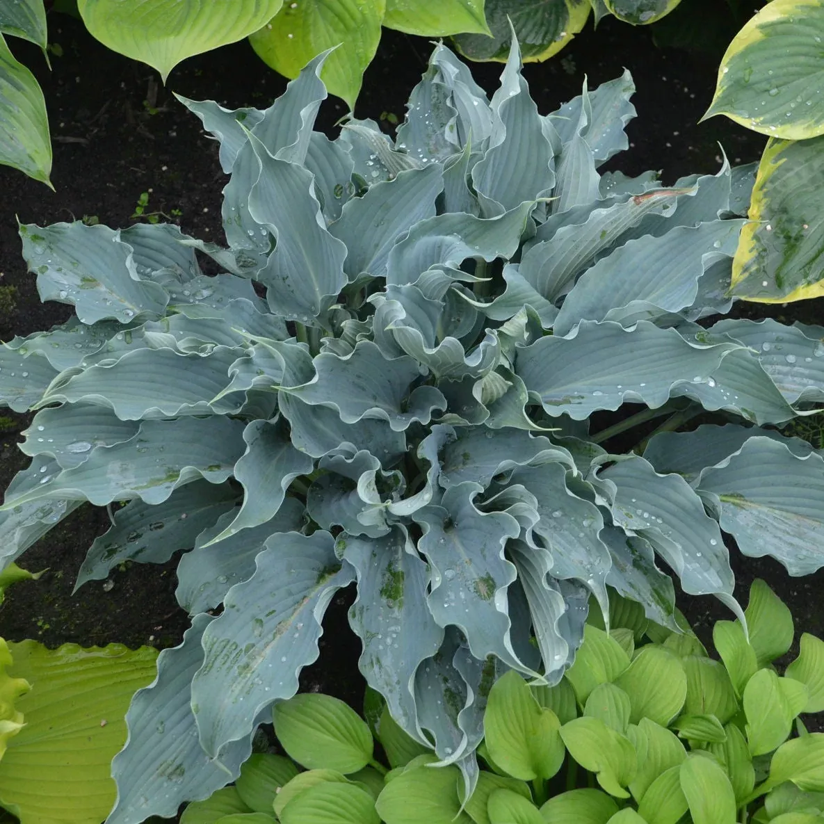Hosta 'Waterslide' Starter Perennials. Rare, Stunning Blue Cultivar. Loves Shade.