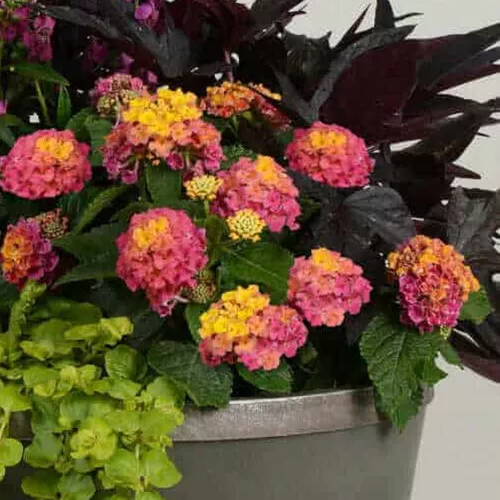 Hot Pink Little Lucky Lantana