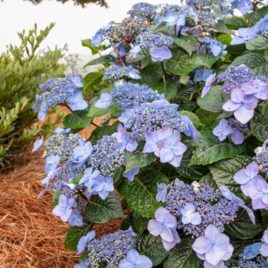 Hydrangea (mac) End Sum Pop Star #3C