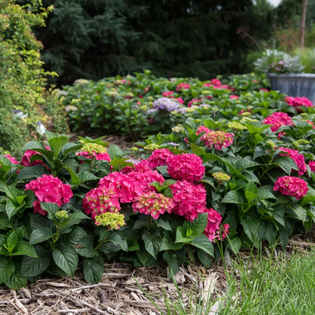 Hydrangea (mac) End Sum Summer Crush #3C