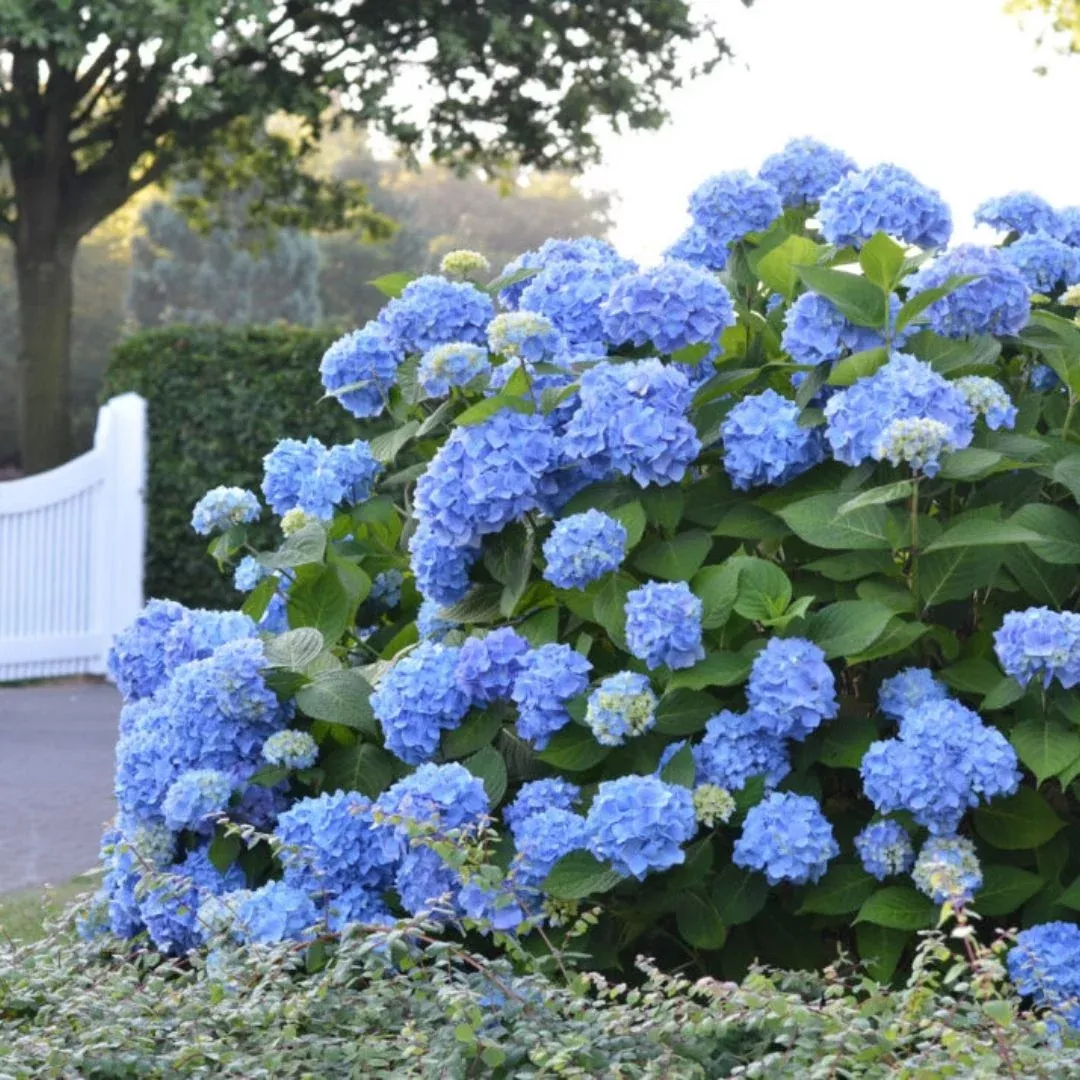 Hydrangea (mac) Endless Summer #3C